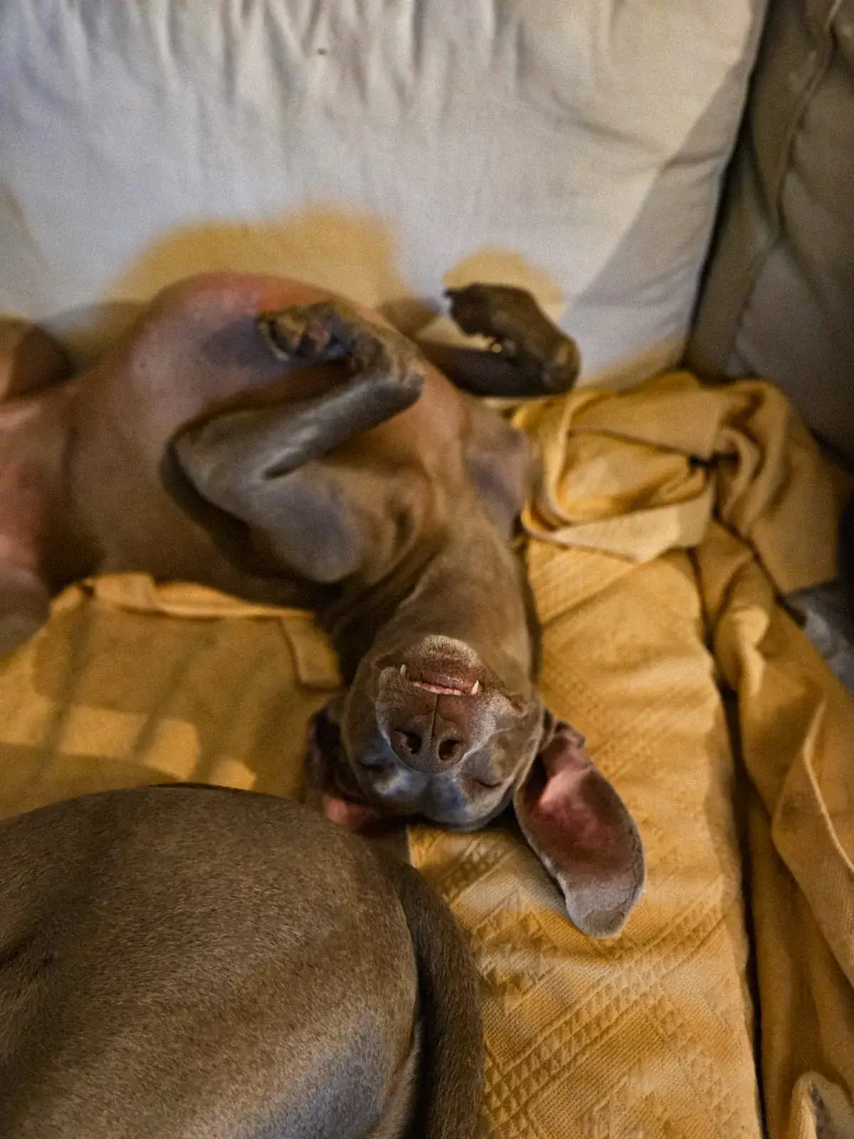 Cão relaxado em ambiente doméstico durante estadia familiar
