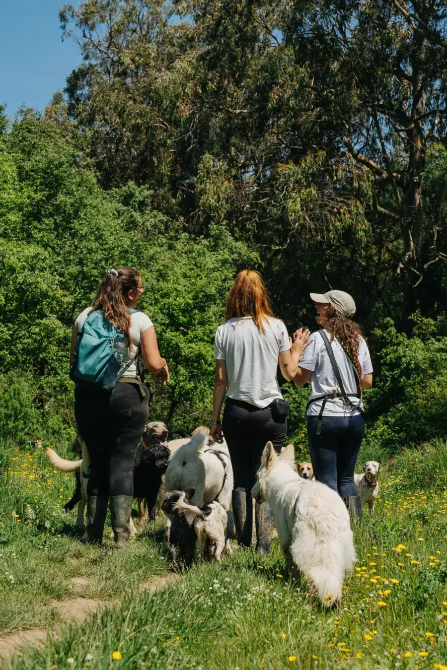Cães em passeio na Serra de Sintra